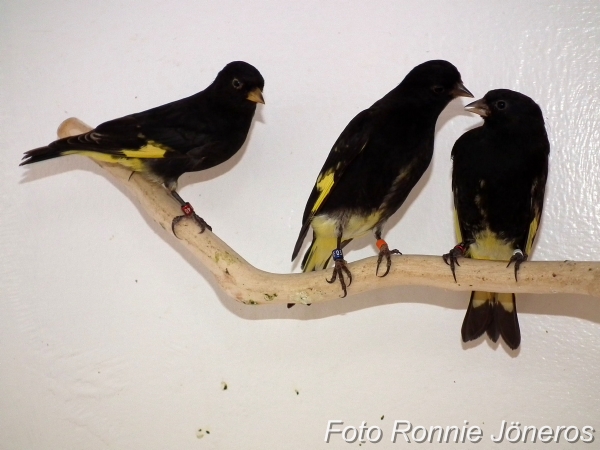 Svartsiska (Carduelis atrata)